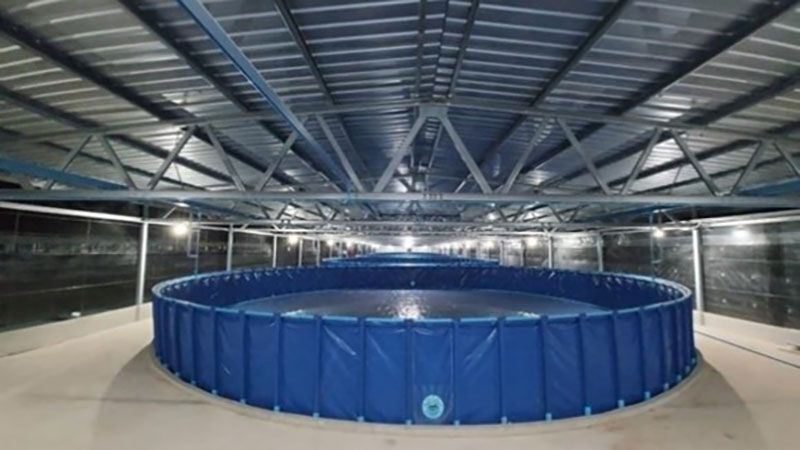 PVC sheet aquaculture pool (8mt)