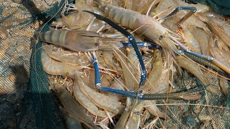 Mixed aquaculture of Giant Freshwater Prawns and Vannamei Shrimp