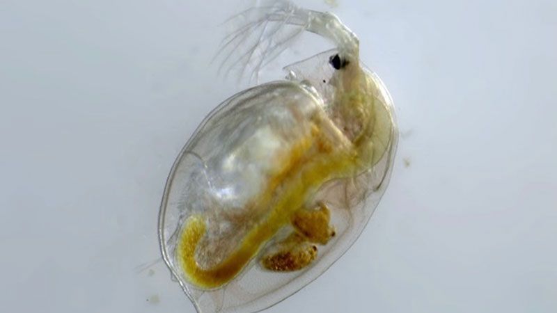 Actual Daphnia