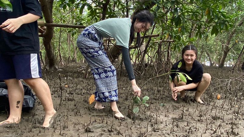 タイの中高生達がマングローブ林の植林活動に奮闘してくれています。