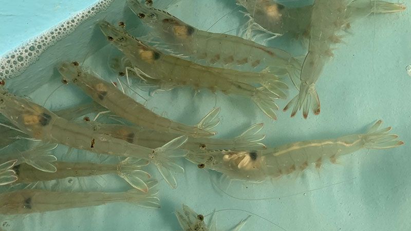 Hatchery technologies of Vannamei Shrimp