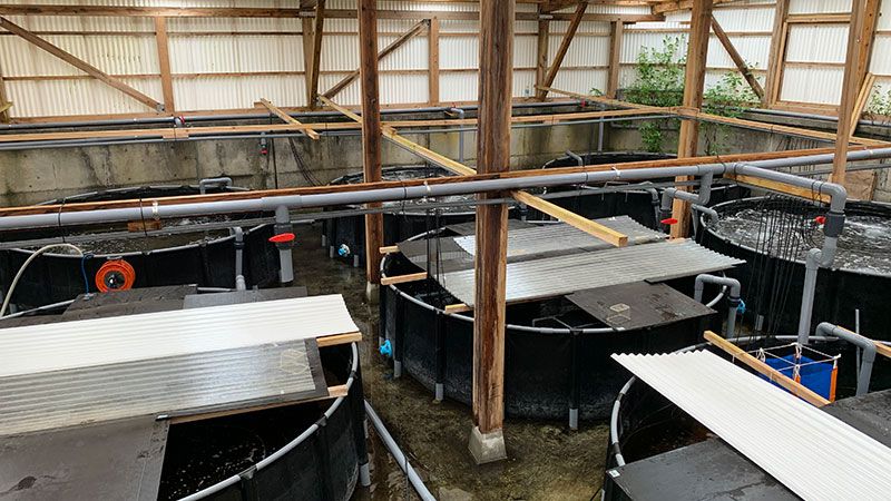 Giant Freshwater Prawns Hatchery facility (Japan)