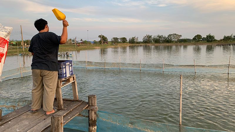 Feeding a Sea Bass farm