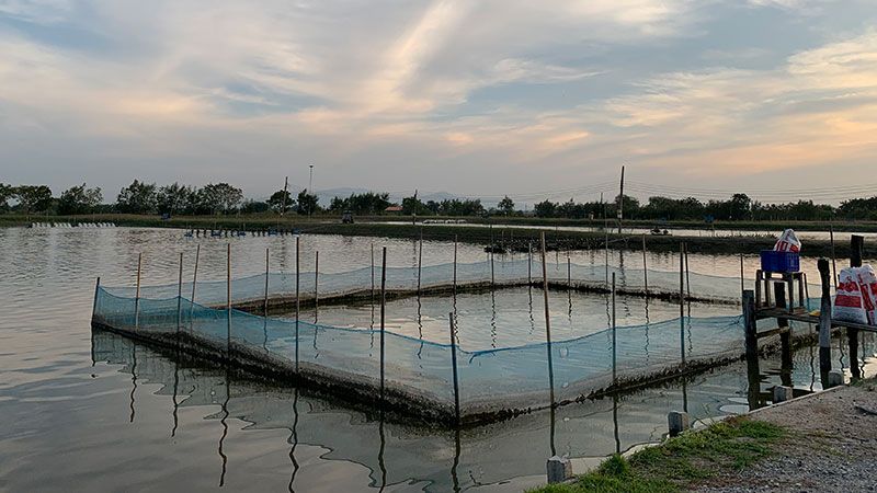 Sea Bass farm