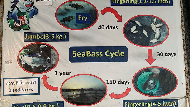 Sea Bass production cycle